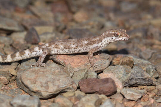 Image of Algerian Sand Gecko