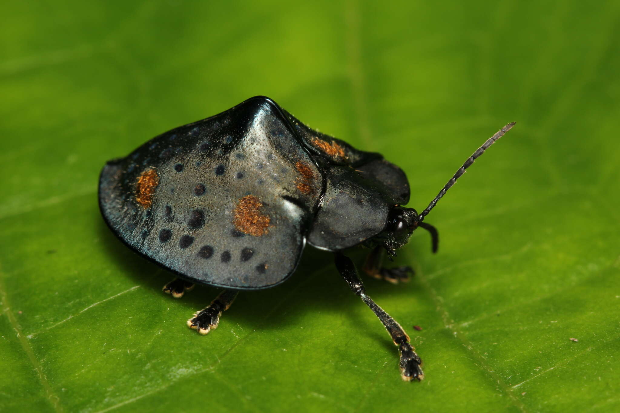 Image of Stolas conspersa (Germar 1824)