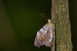 Image of Amphidecta pignerator Butler 1867