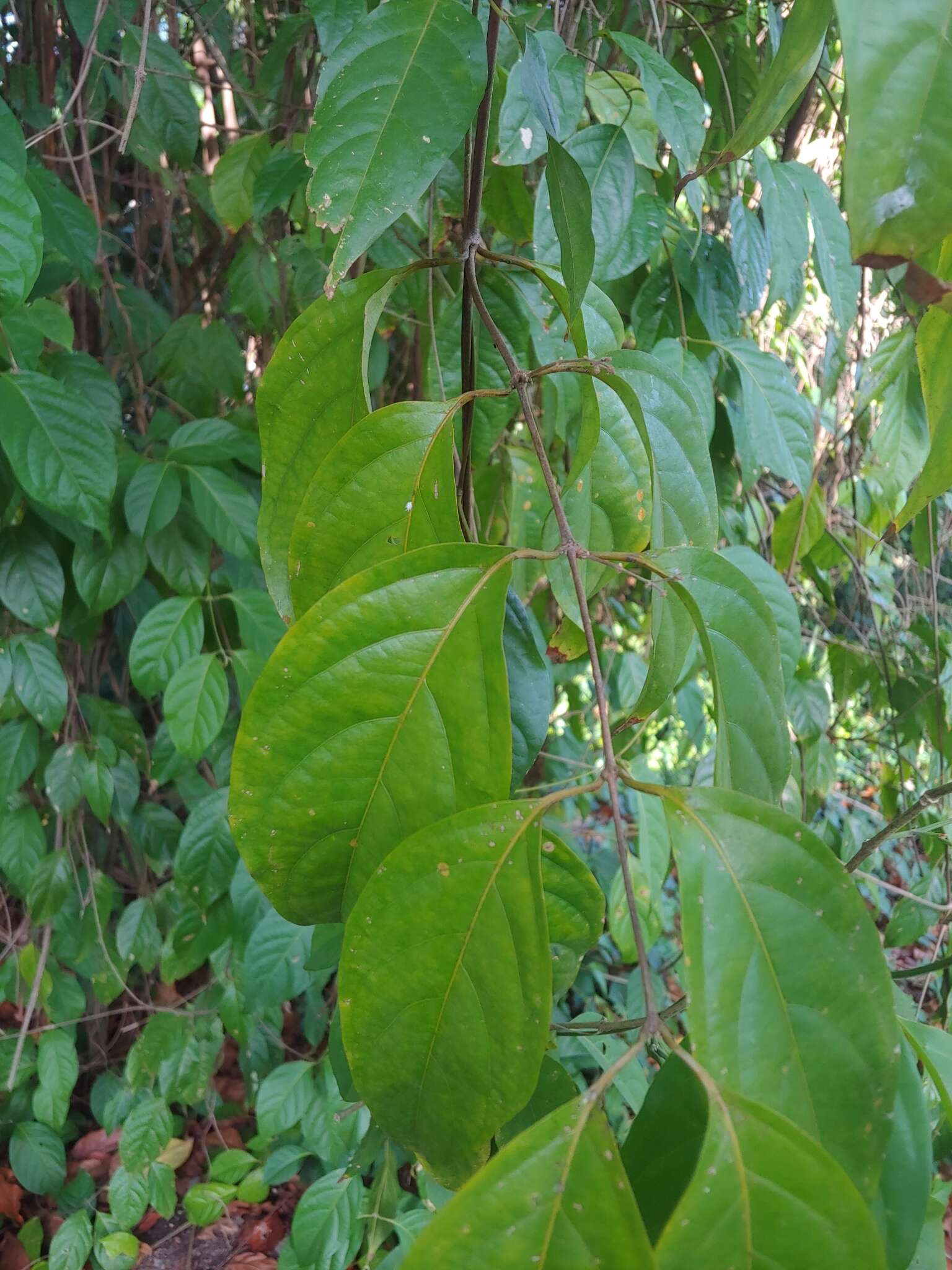 Image de Banisteriopsis caapi (Spruce ex Griseb.) Morton