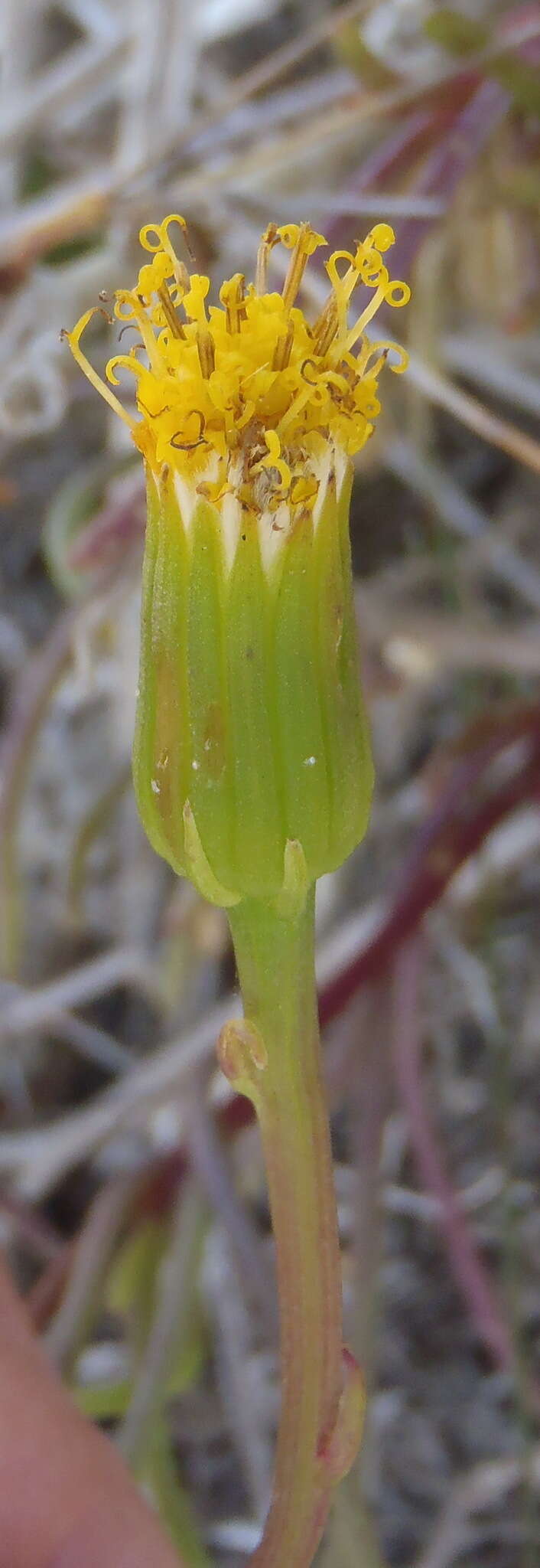 Image of Senecio alooides DC.