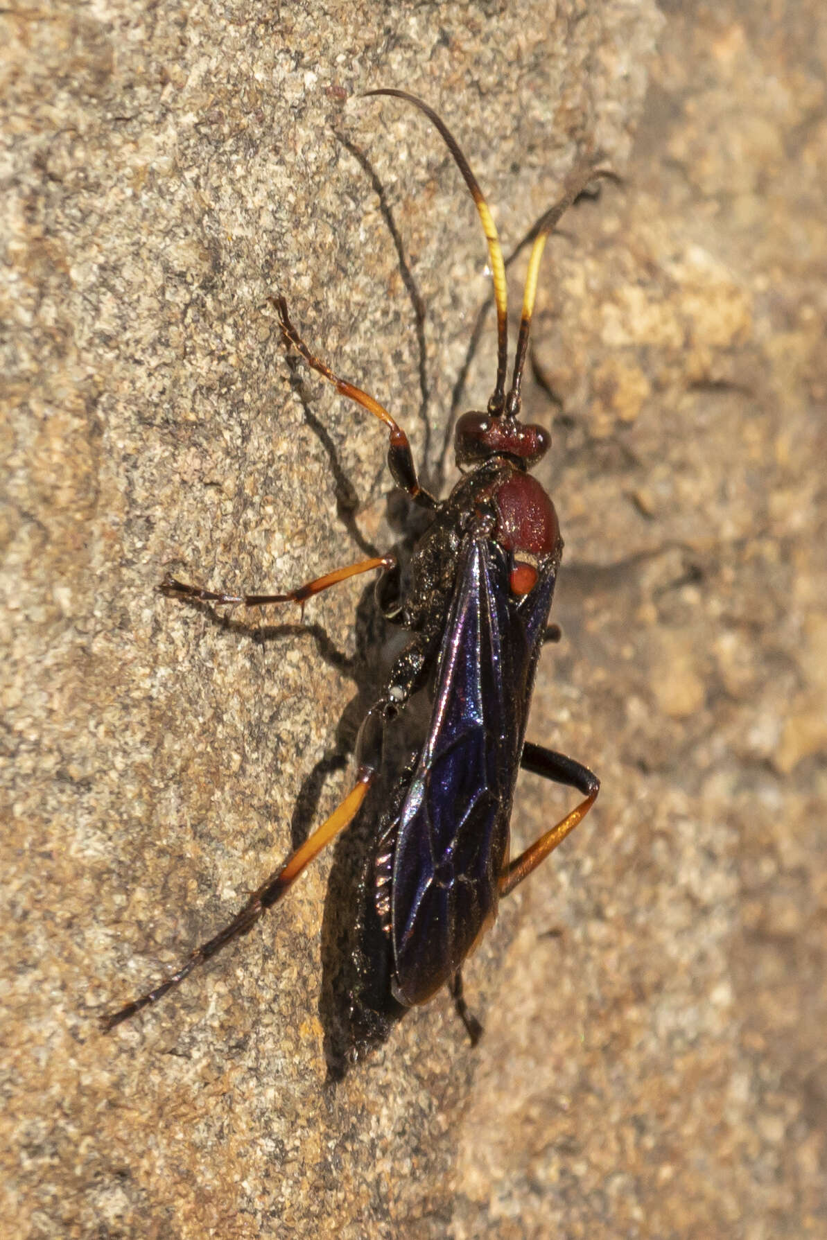 Ichneumon centrator Say 1825 resmi