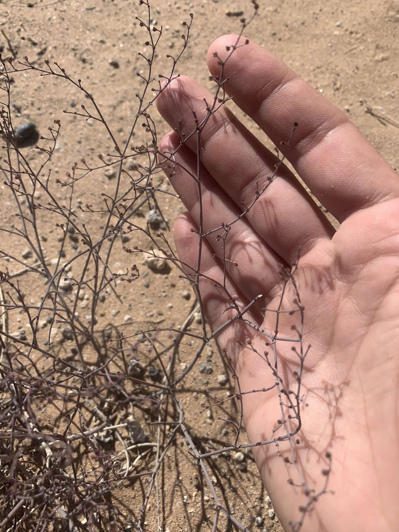 Imagem de Eriogonum rotundifolium Benth.