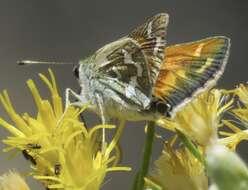 Image of Juba Skipper