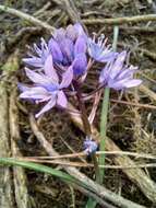 Image of Scilla verna subsp. ramburii (Boiss.) K. Richt.