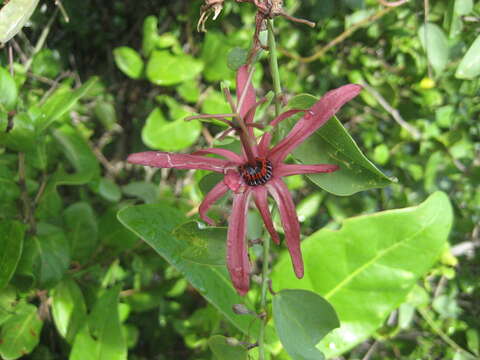 Passiflora cupraea L.的圖片