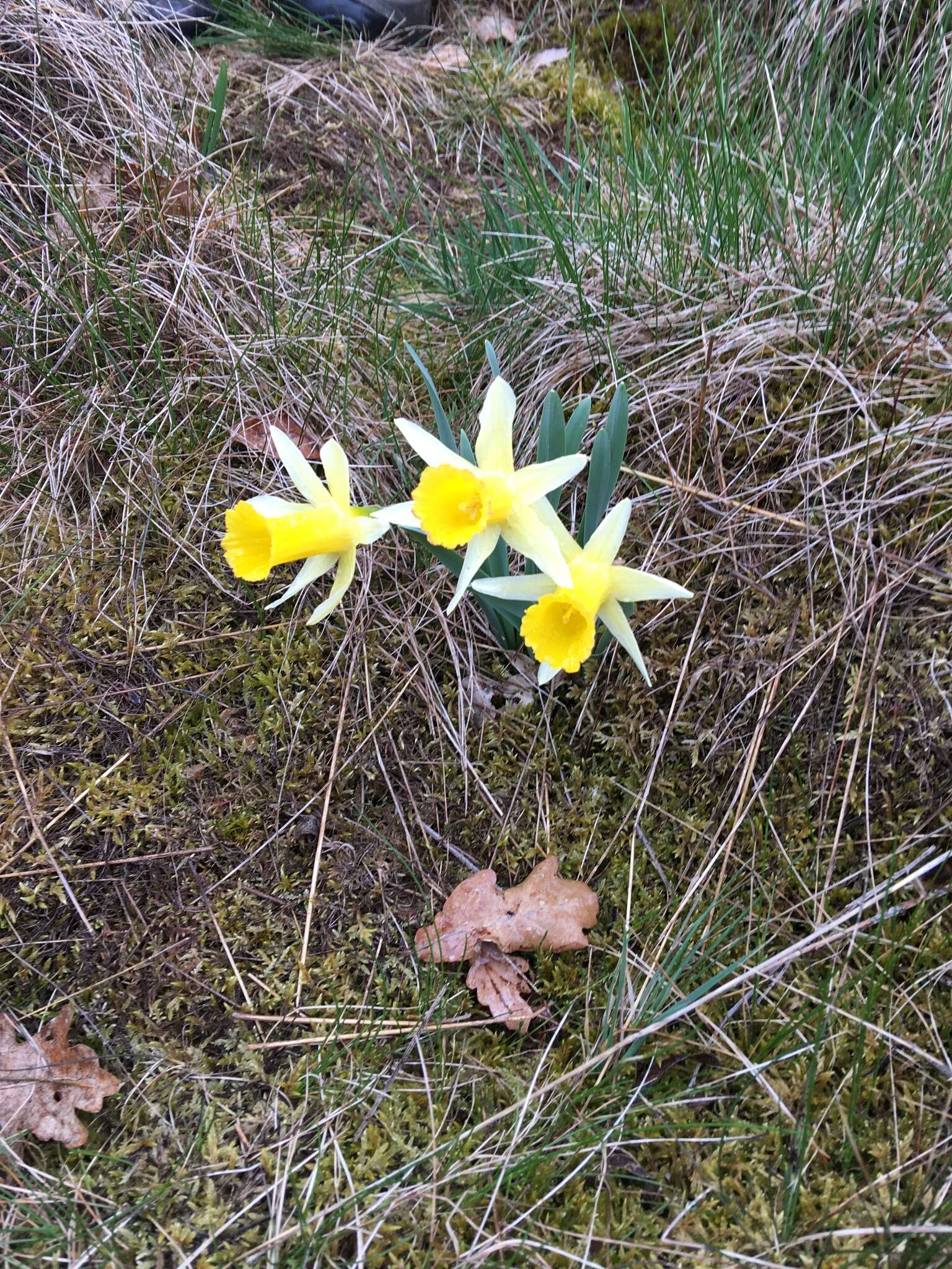 Image of daffodil