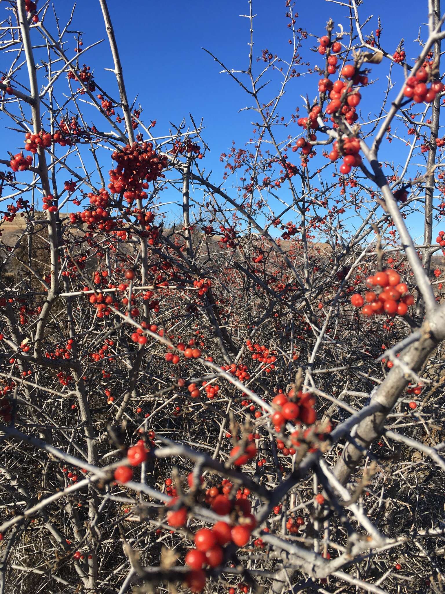 Image of silver buffaloberry