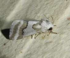 Image of Hulst's Flower Moth