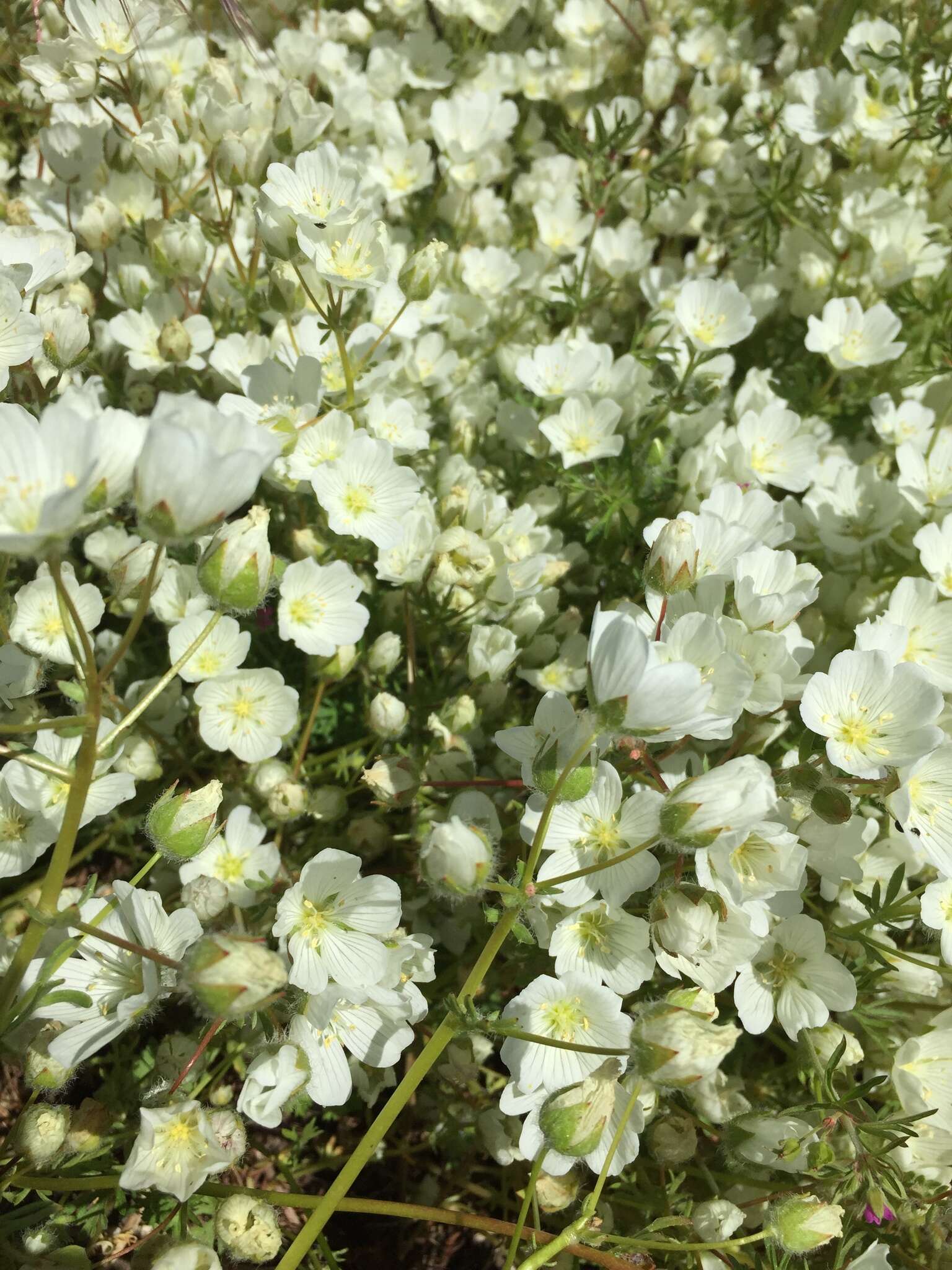 Image of white meadowfoam