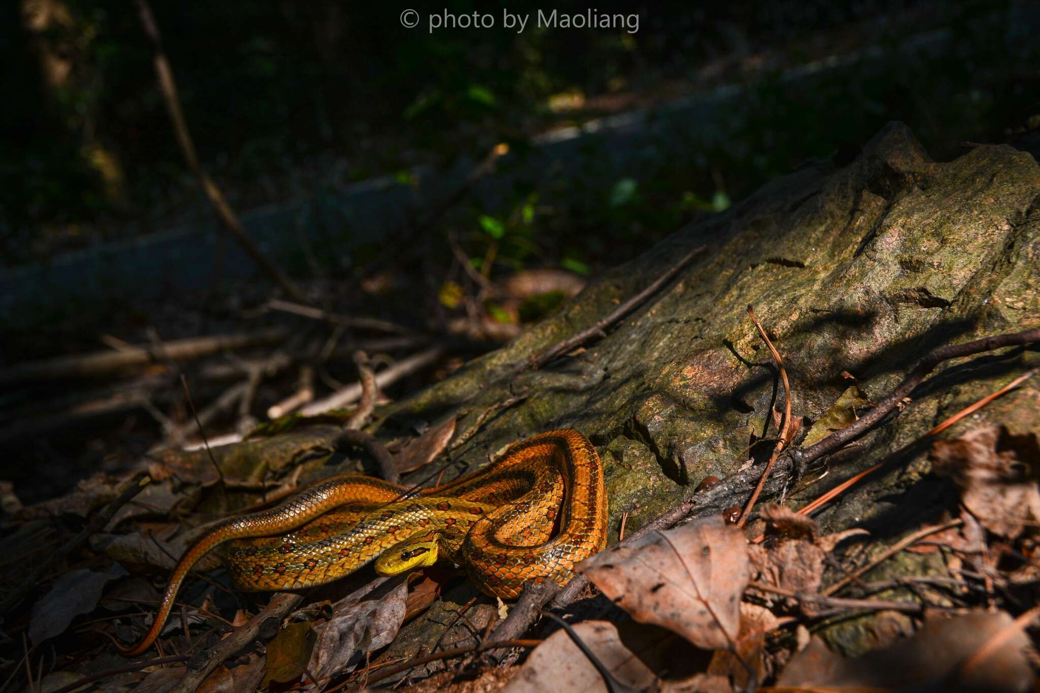 Image of Chinese Leopard Snake