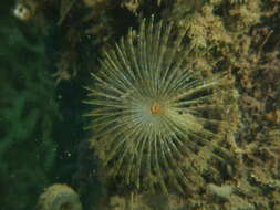 Image of European fan worm