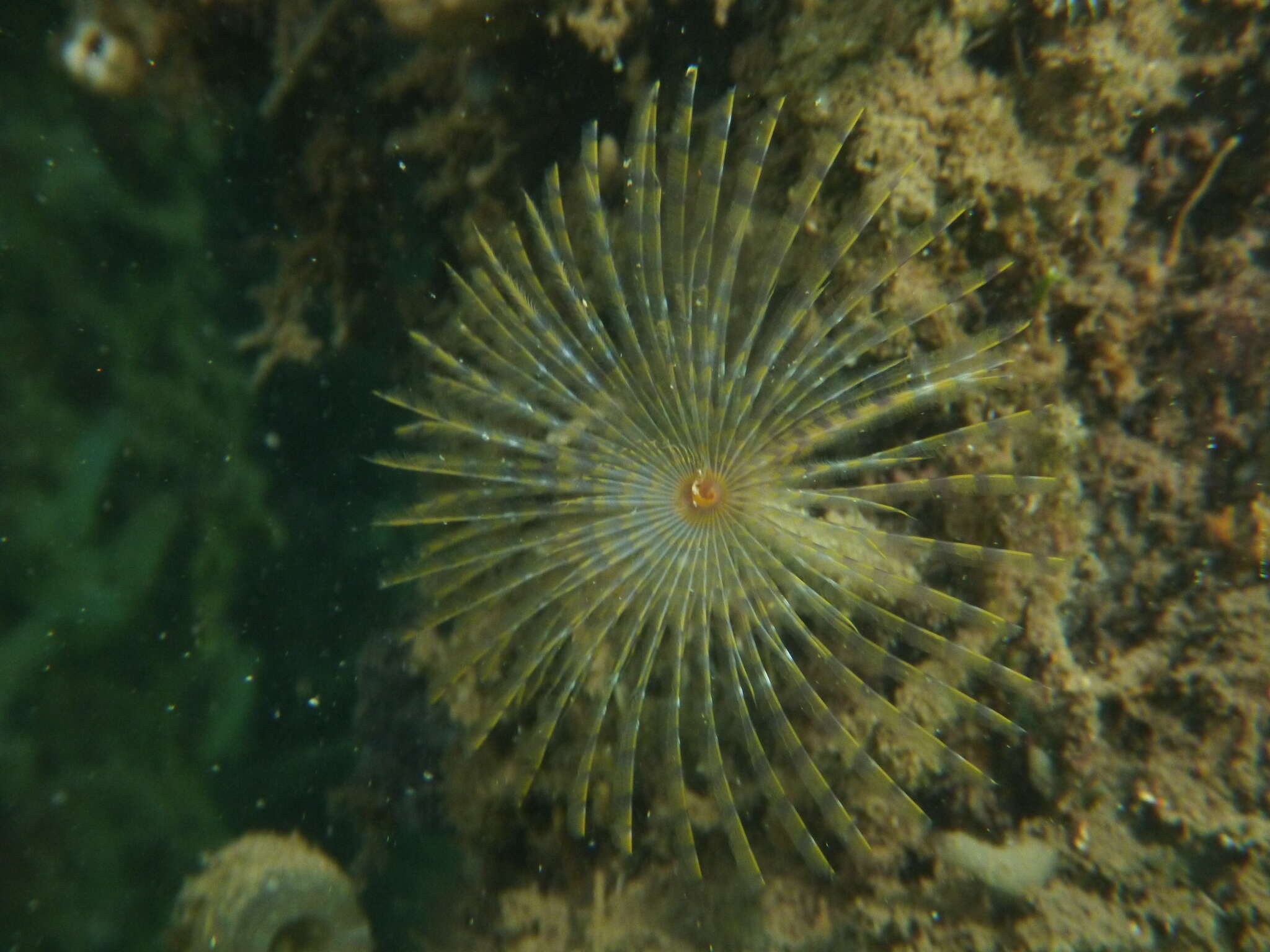 Image of European fan worm