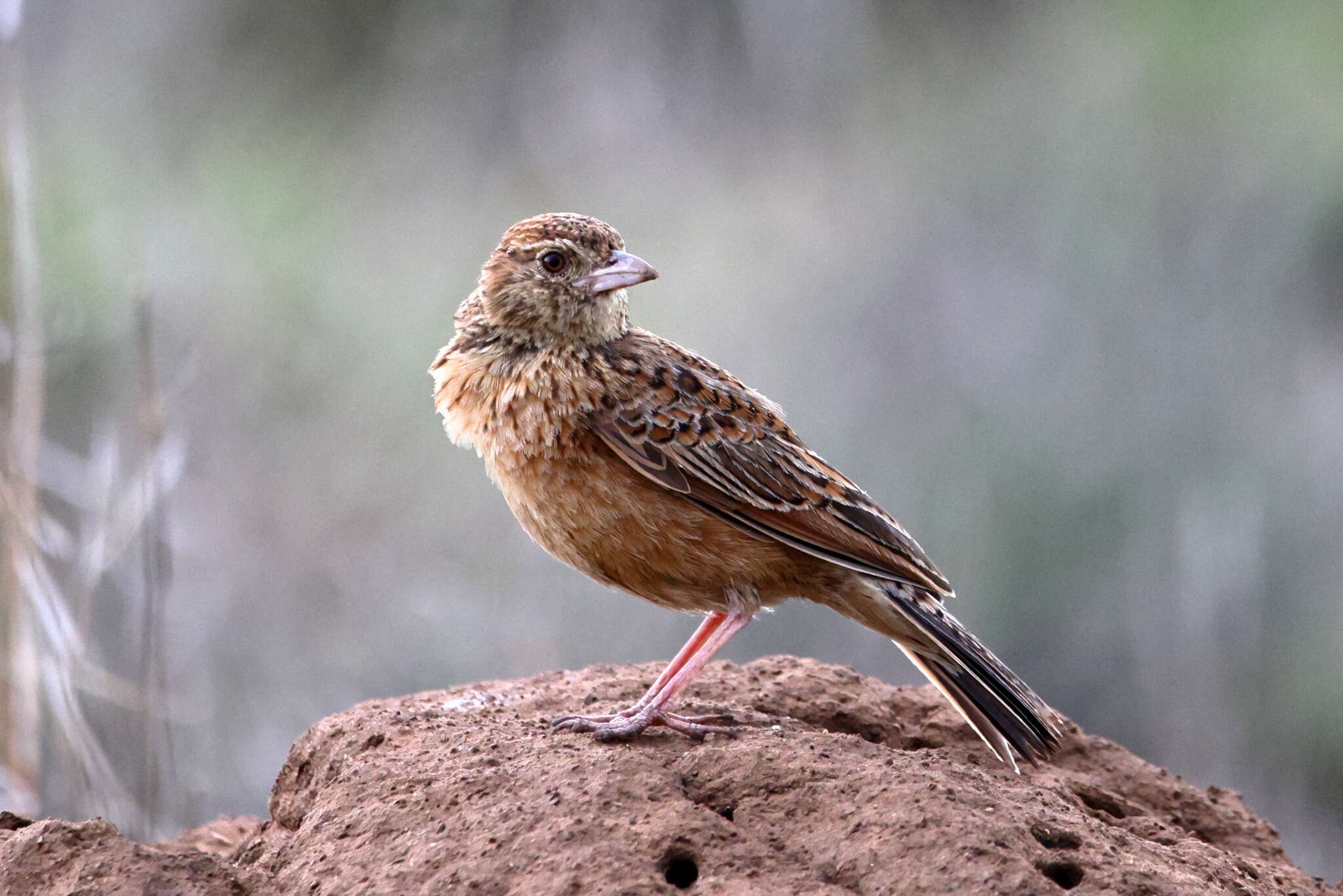 Image of Mirafra fasciolata fasciolata (Sundevall 1850)