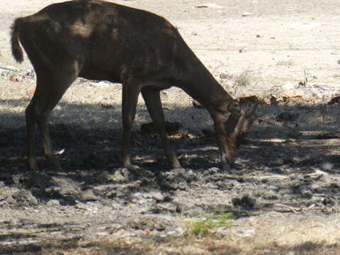 Image of Javan Deer