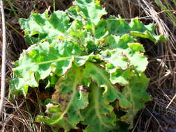 Image of Sonchus megalocarpus (Hook. fil.) J. Black