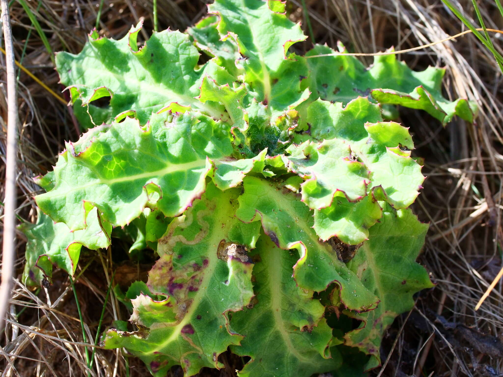 Image of Sonchus megalocarpus (Hook. fil.) J. Black