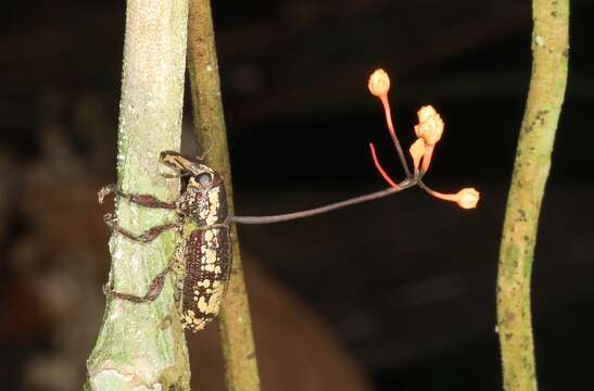 Image of Ophiocordyceps curculionum (Tul. & C. Tul.) G. H. Sung, J. M. Sung, Hywel-Jones & Spatafora 2007