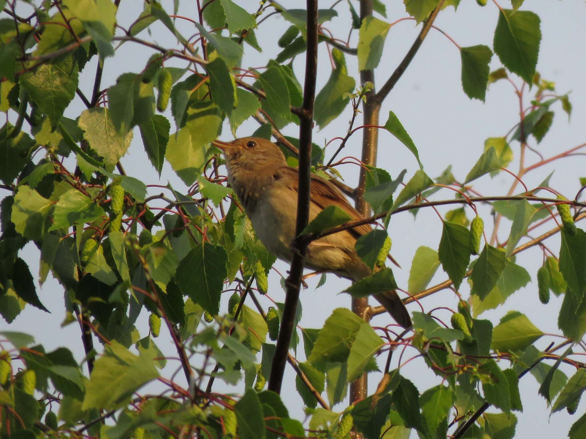 Image of Thrush Nightingale