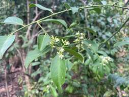 Image of Olax scandens Roxb.