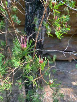 Image of Darwinia procera B. G. Briggs