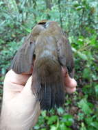 Image of Black-tailed Leaftosser