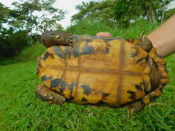 Image of Bell’s hinged tortoise