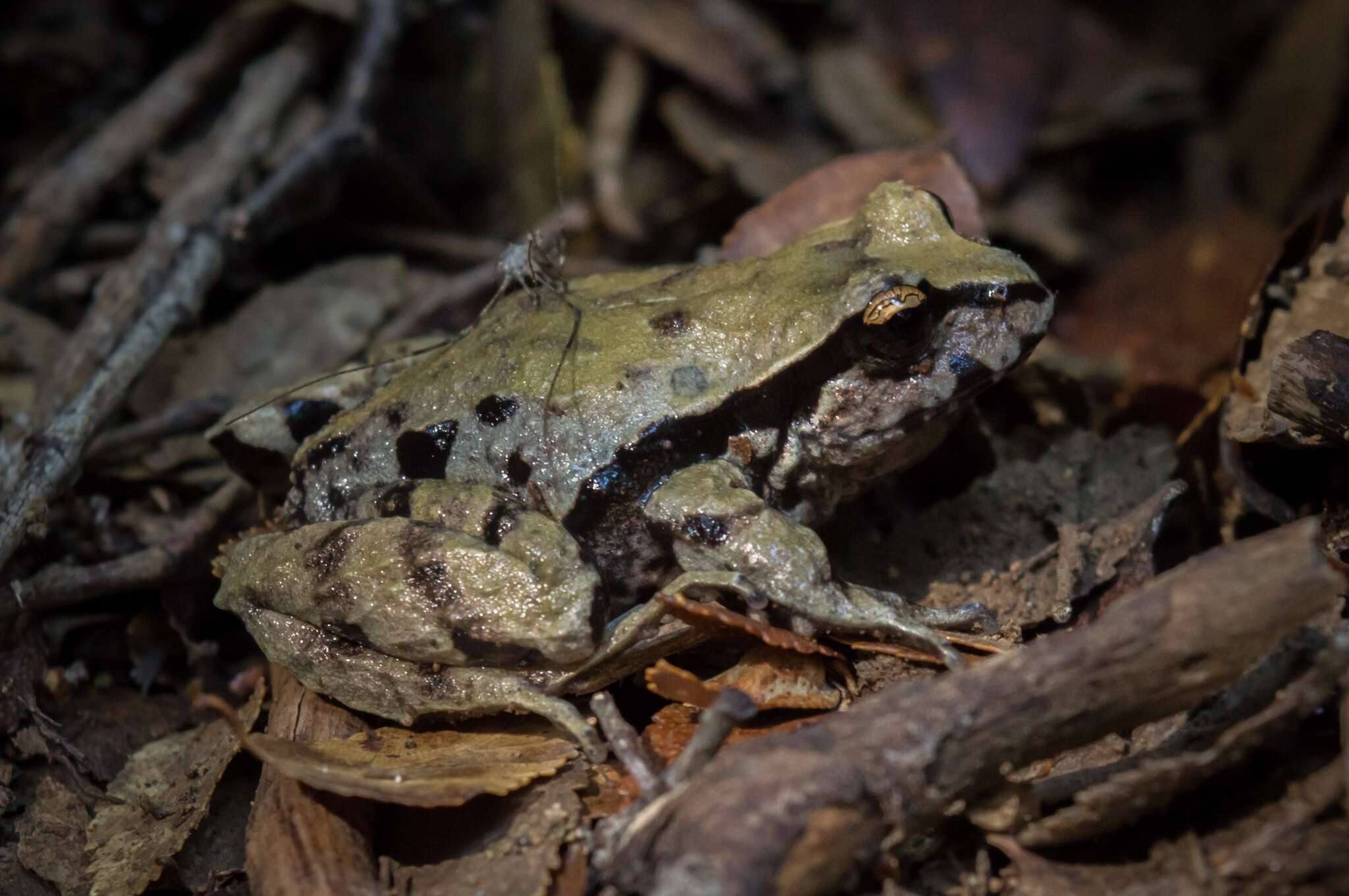 Image of Rosy Ground Frog