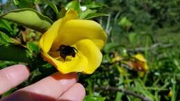 Image of Bombus pullatus Franklin 1913