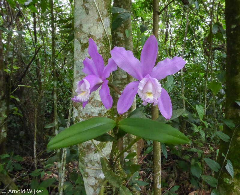 Image of Harrison's Cattleya