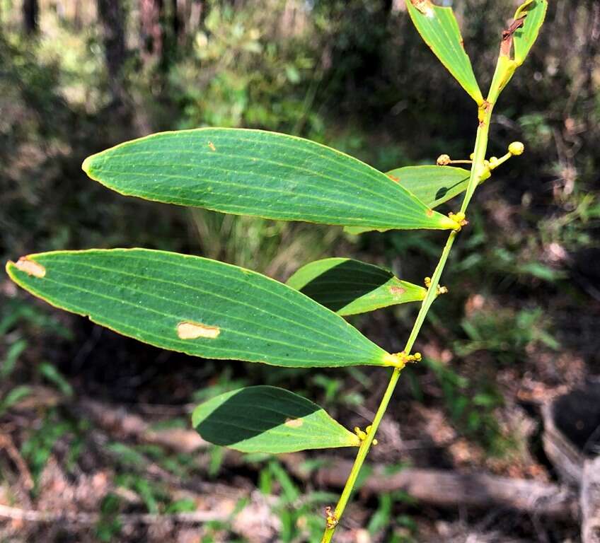 Image of Acacia complanata A. Cunn. ex Benth.