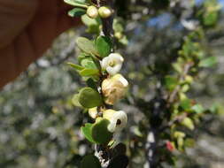 Sivun Diospyros manampetsae H. Perrier kuva