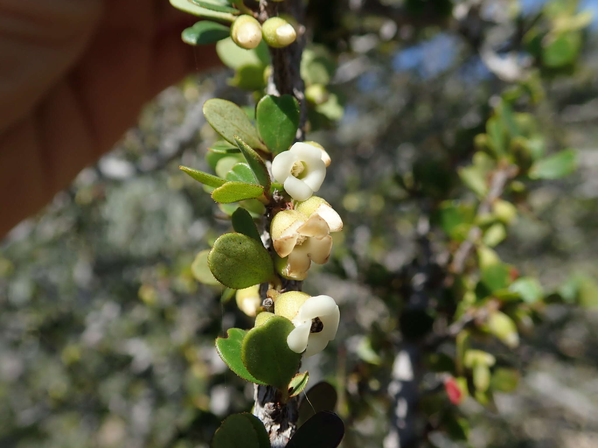 Sivun Diospyros manampetsae H. Perrier kuva