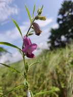 Sesamum indicum subsp. malabaricum (Burm.) Bedigian的圖片