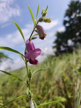 Image of Sesamum indicum subsp. malabaricum (Burm.) Bedigian