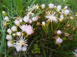 Image of Lampranthus blandus (Haw.) Schwant.