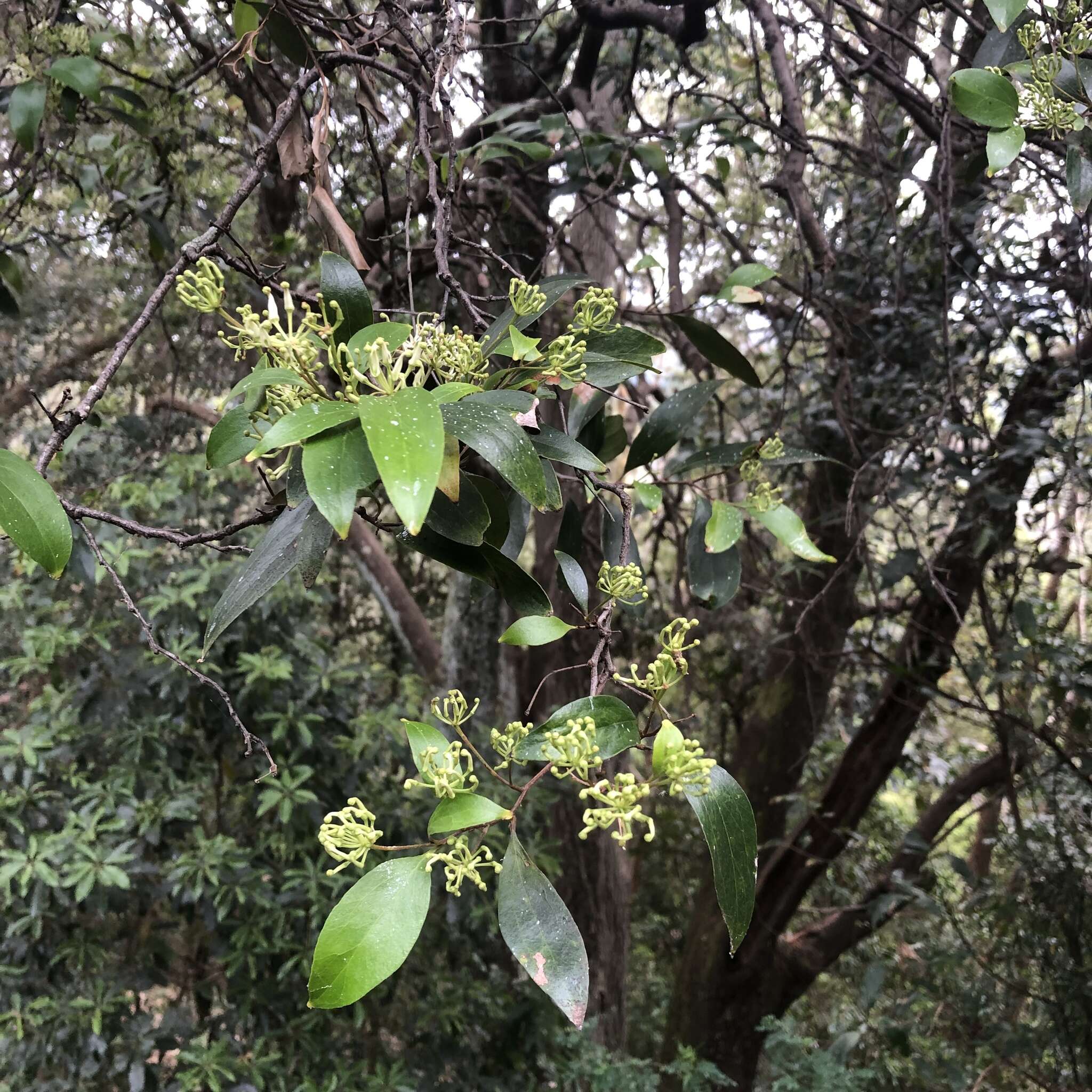 Image of Stenocarpus salignus R. Br.