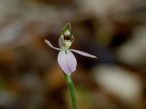 Image de Caladenia variegata Colenso