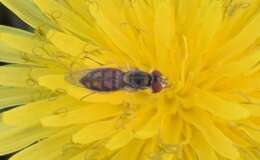 Image of Syrphid fly