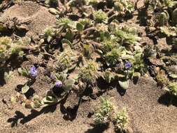 Image of North Coast phacelia