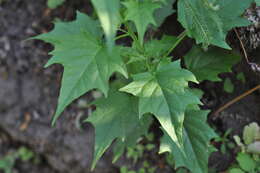 Plancia ëd Chenopodiastrum hybridum (L.) S. Fuentes, Uotila & Borsch