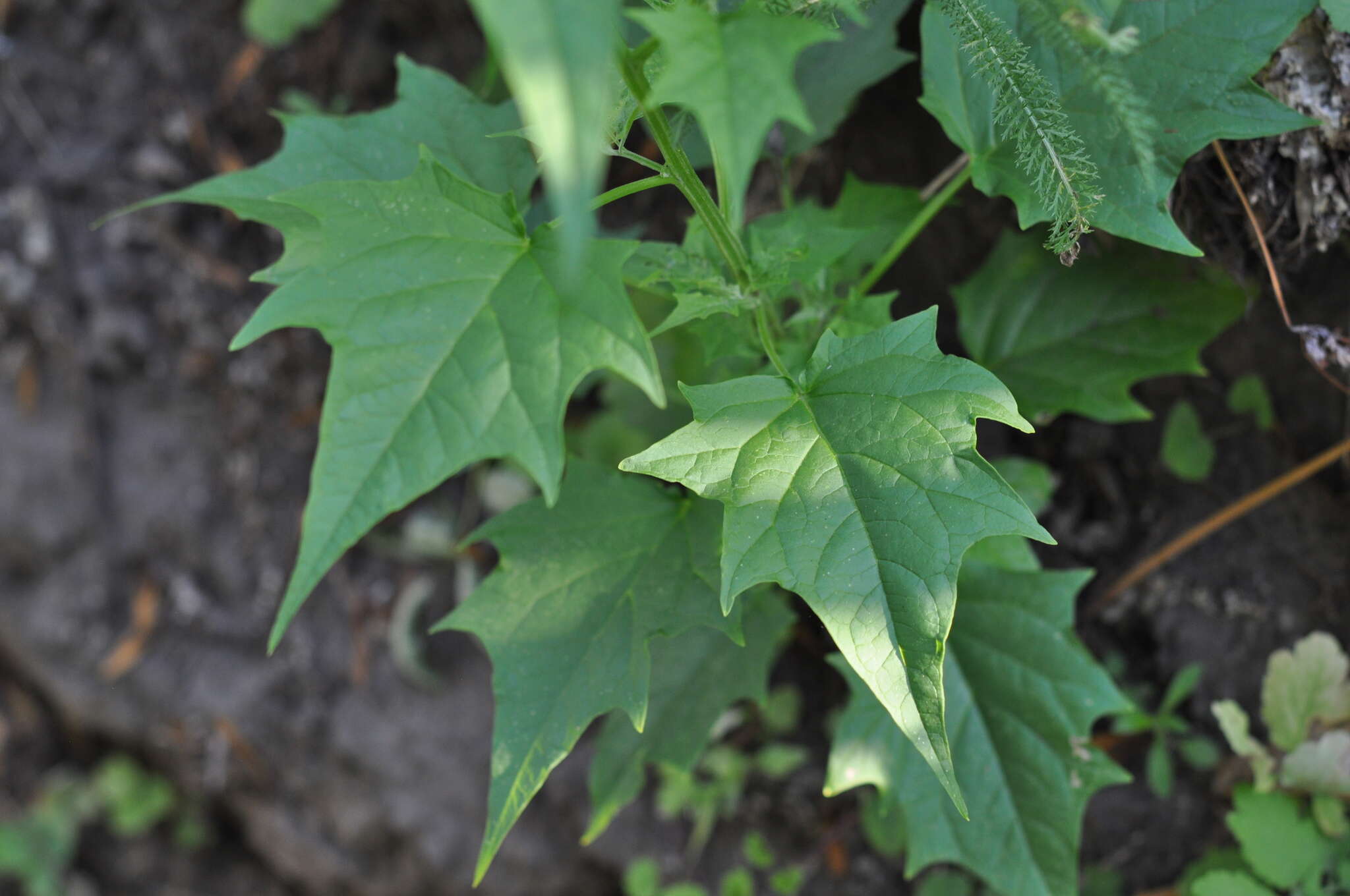 Imagem de Chenopodiastrum hybridum (L.) S. Fuentes, Uotila & Borsch