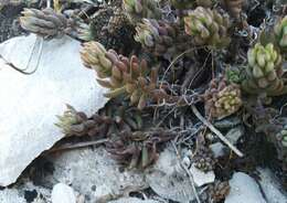 Sivun Petrosedum subulatum (C. A. Mey.) Afferni kuva