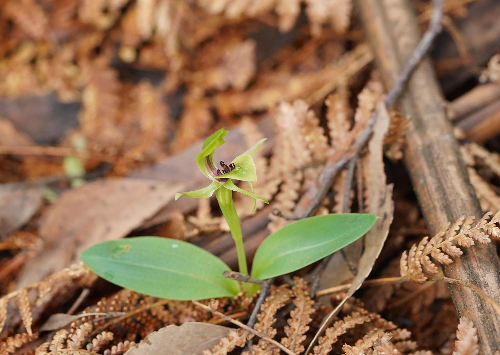 Image of Mountain bird orchid