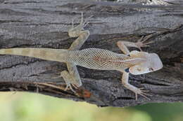 Image of Changeable lizard