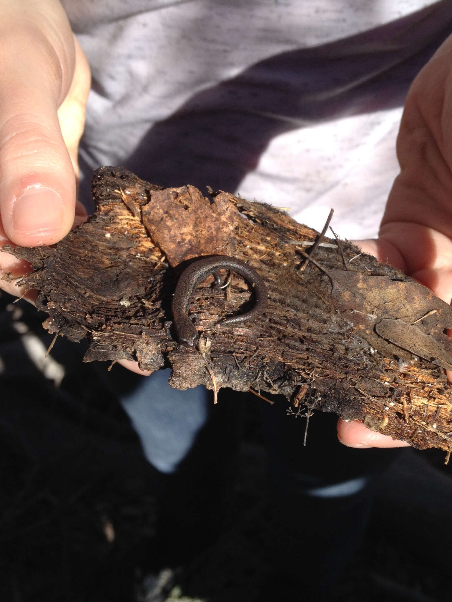 Image of Garden Slender Salamander