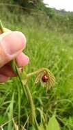 Image of Ladybird beetle