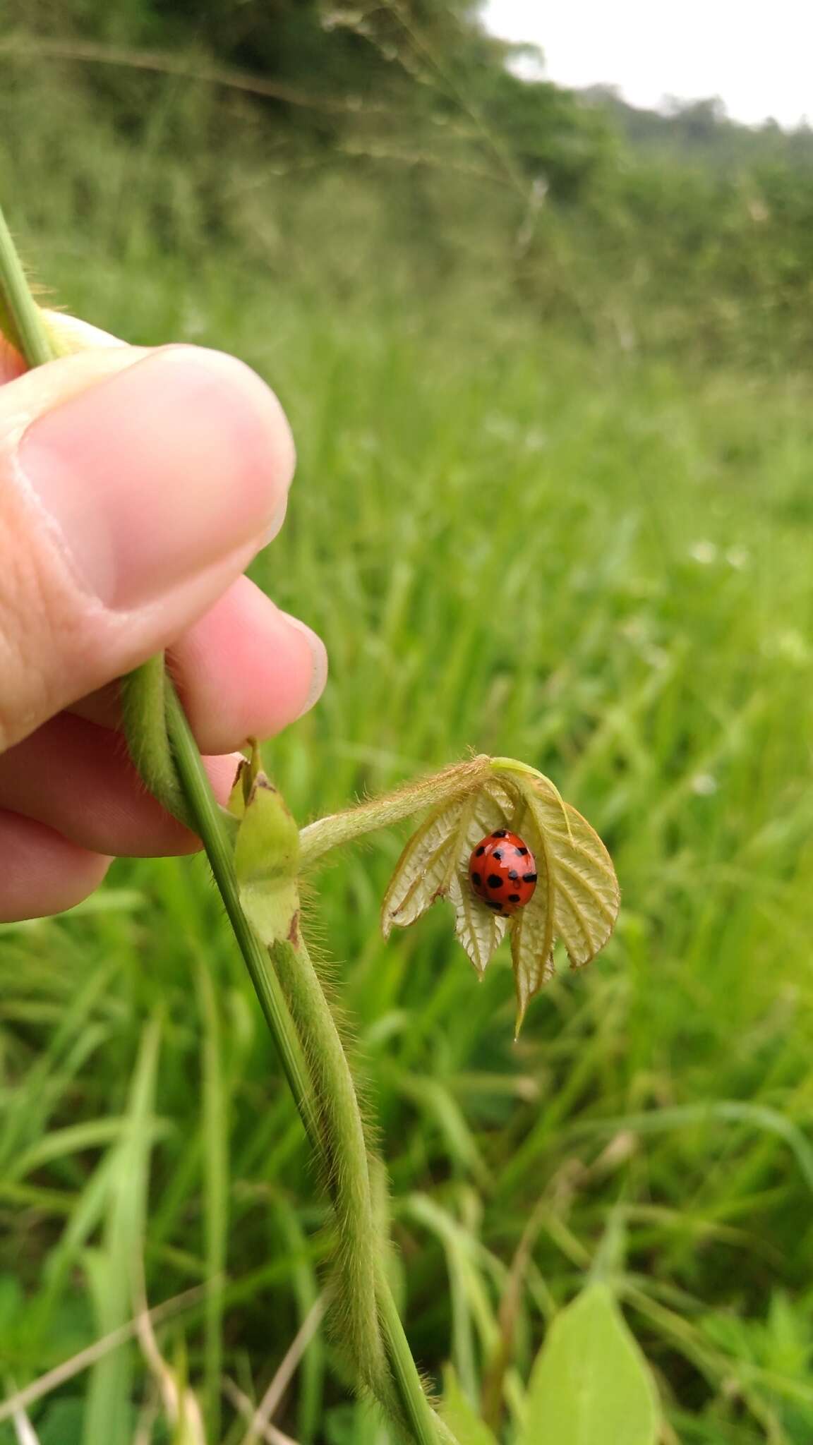 Image of Ladybird beetle