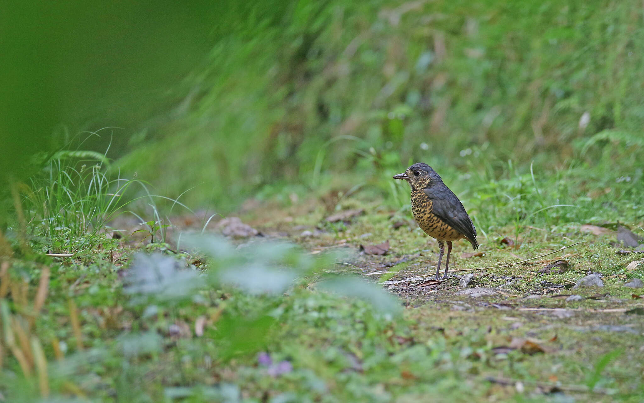 Image of Undulated Antpitta