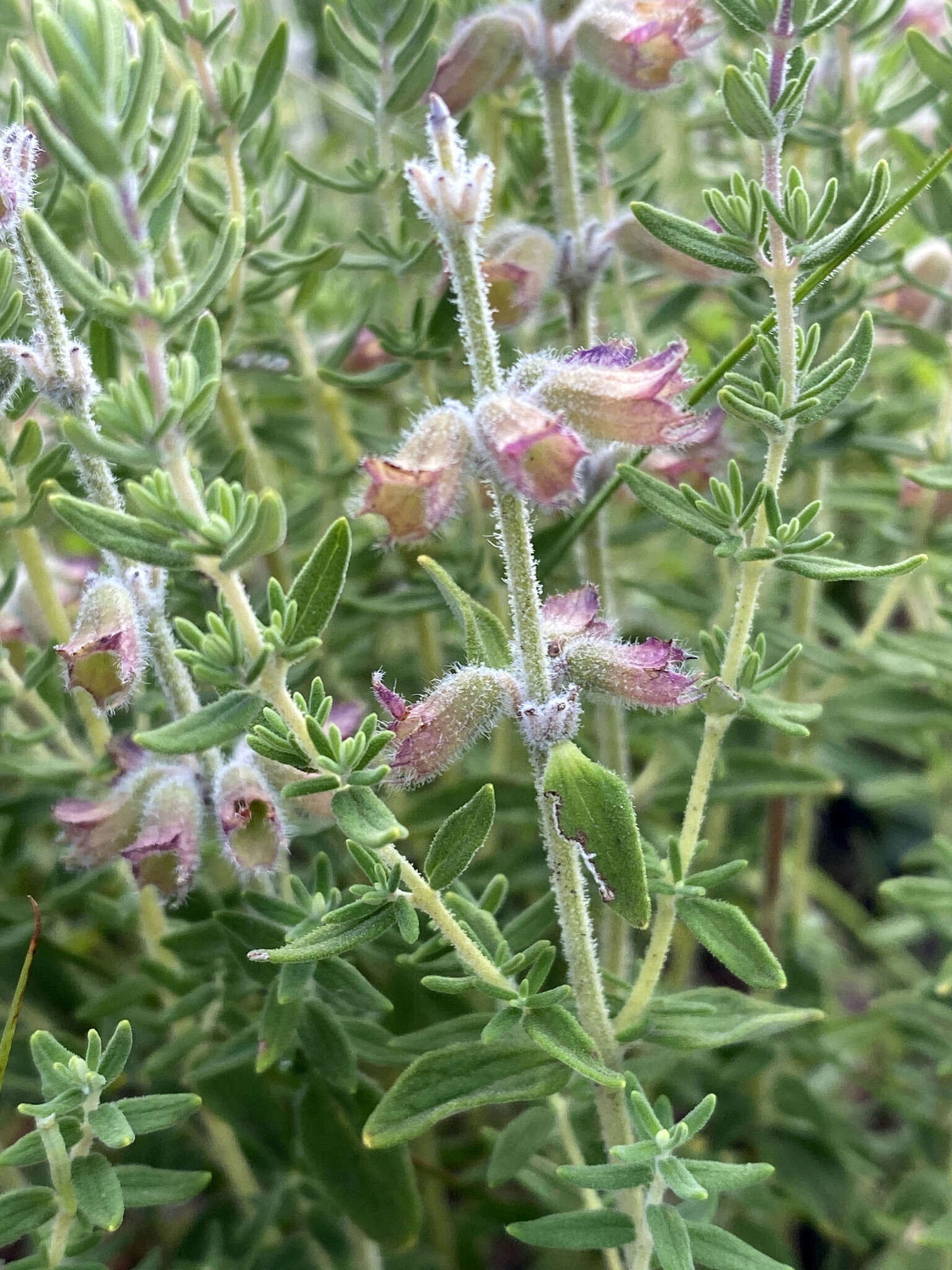 Image de Syncolostemon teucriifolius (Hochst.) D. F. Otieno